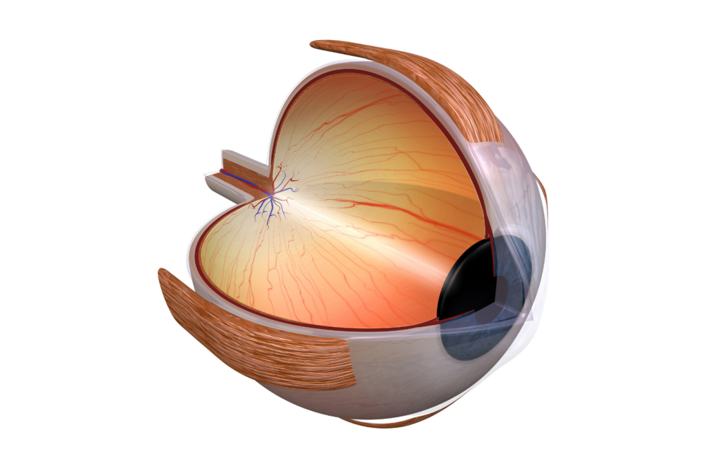 Close-Up Diagram of an Eye 